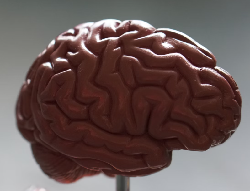 철분 효능 : 뇌기능 유지