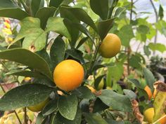 침삼킬때 목통증 목따가운 이유&amp;#44; 완화방법 인후통 생기는 이유