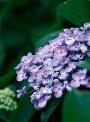 지옥철 피하고 멘탈 지키는 법! 여의도 봄꽃축제 기간 우회 도로 및 주차장, 버스 노선 총정리