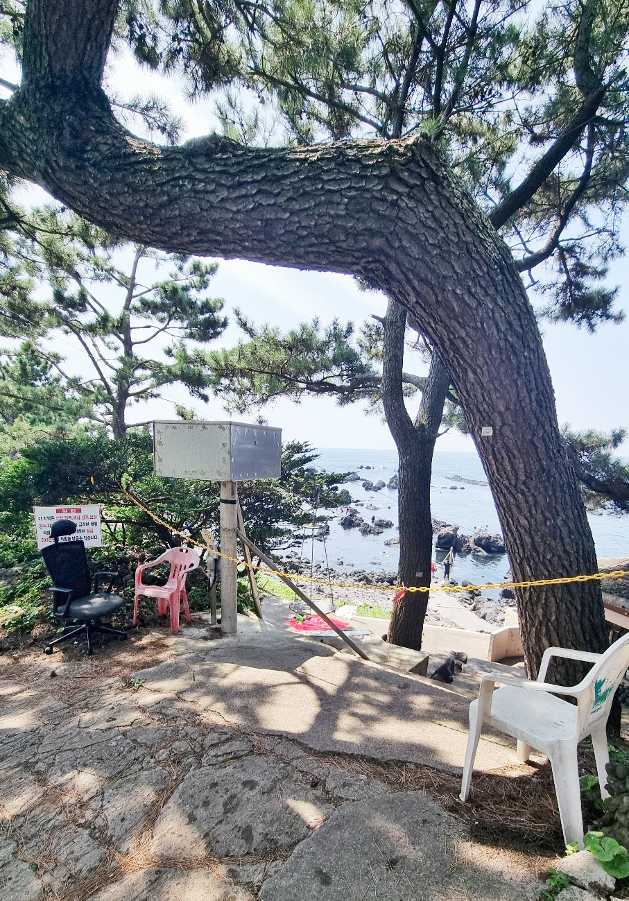 제주 도리빨