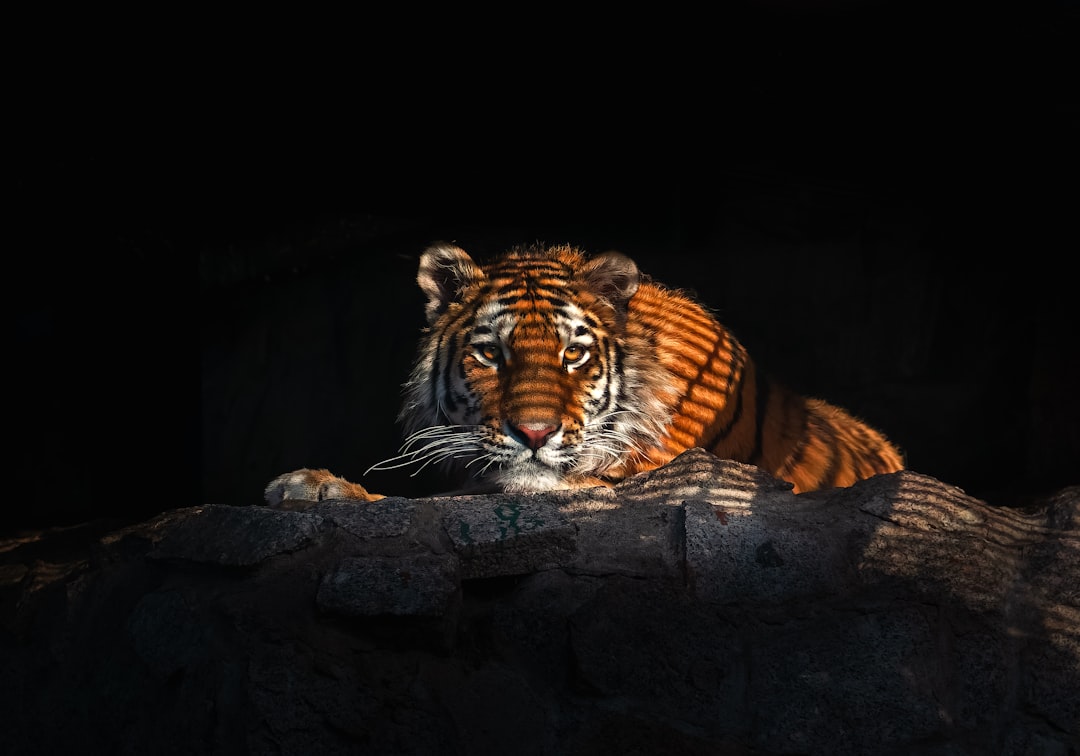 Kia Tigers