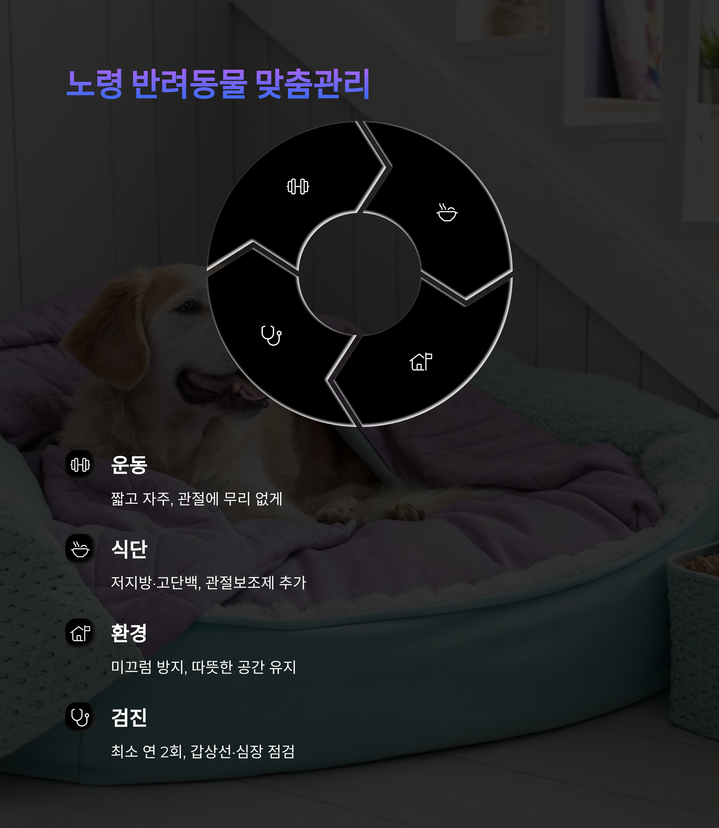 노령 반려동물 맞춤관리