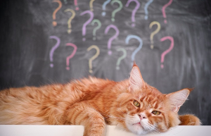 드러눕는 고양이