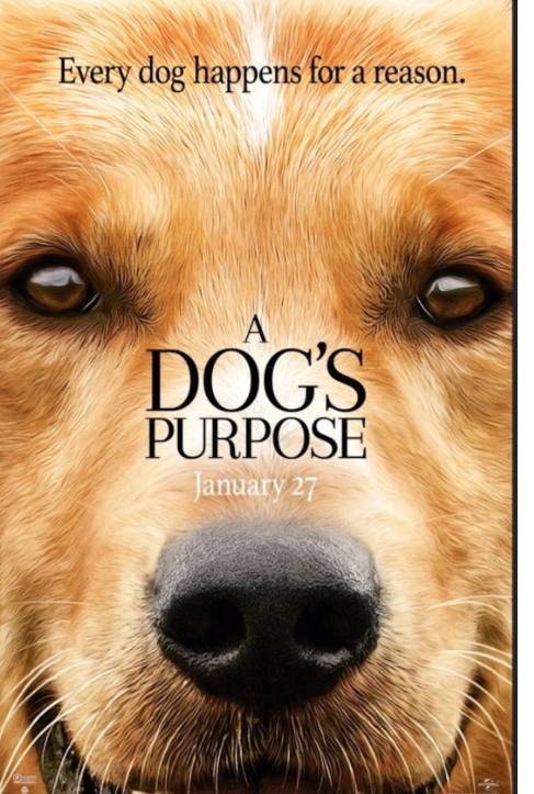 크게 결심한 듯한 표정의 갈색 대형견의 얼굴