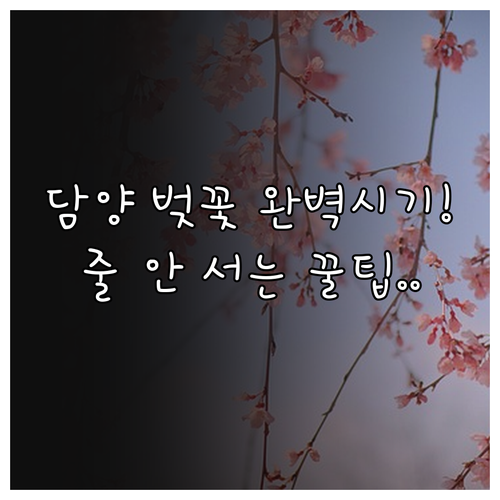 담양 벚꽃 개화 시기 안내와 혼잡 시..