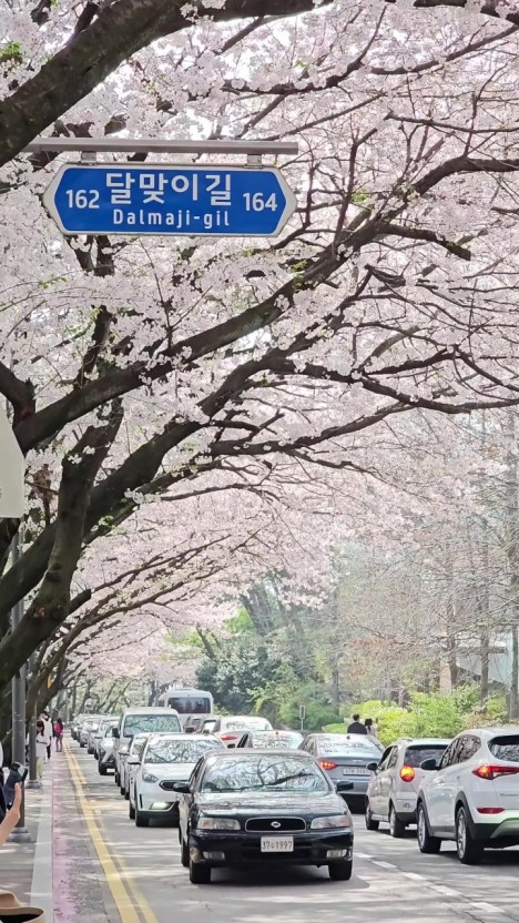 2025년 지역별 벚꽃 개화 시기 명소 볼거리 맛집 추천
