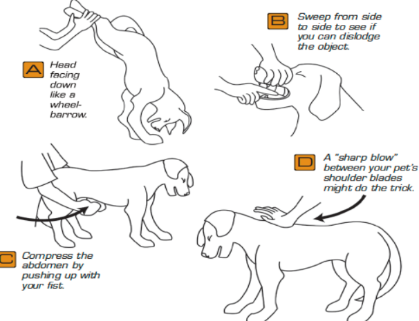 강아지 하임리히법