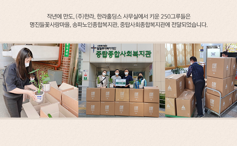 작년에 만도, (주)한라, 한라홀딩스 사무실에서 키운 250그루들은 명진들꽃사랑마을, 송파노인복지관, 중탑사회종합복지관에 전달되었습니다.