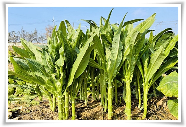 텃밭 "궁채(줄기상추)" 황제가 사랑한 채소, 건강과 맛을 다 잡는 비법!