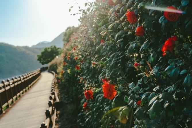 단양 소금정공원 장미터널