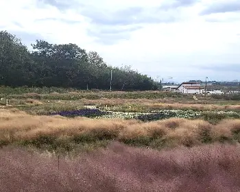 고창 핑크뮬리 축제_11