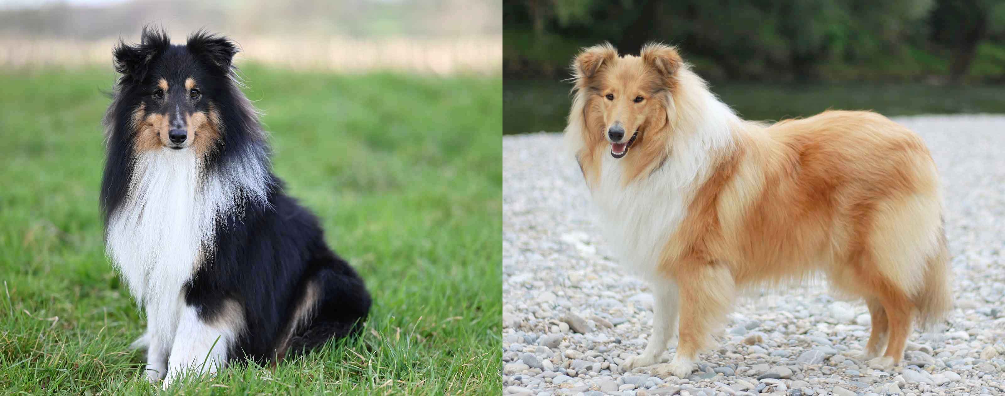 왼쪽 셔틀랜드 쉽독, 오른쪽 러프 콜리