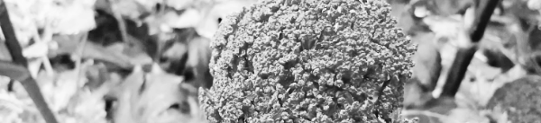 당귀 재배법: 다년생 식물