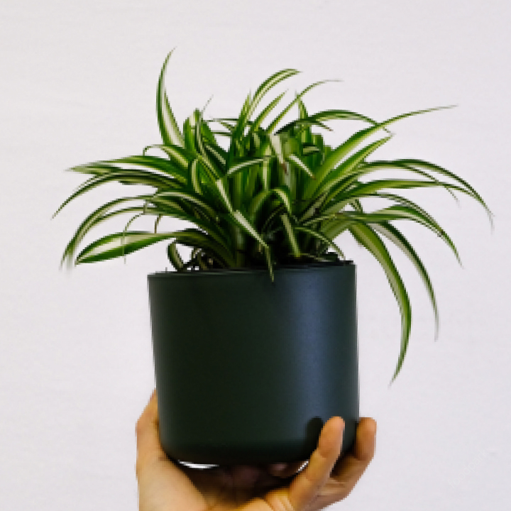 공기 청정 식물 best10