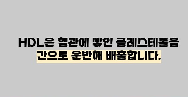 hdl 콜레스테롤 이란 