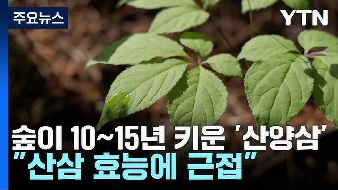 산삼 효능 영양 면역력 피로 회복 위한 섭취법 정리_5