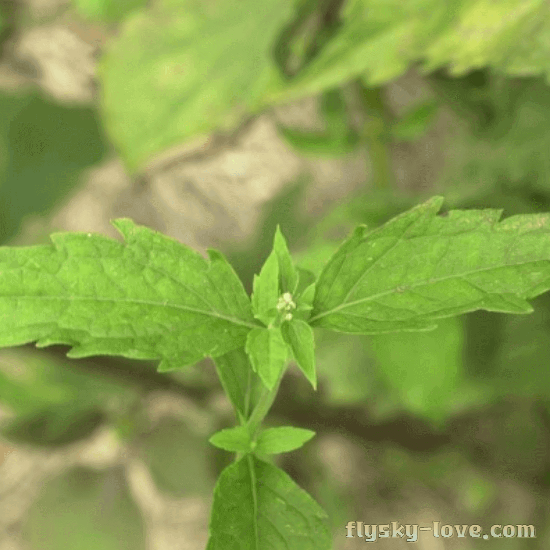 등골나물 고르는 법