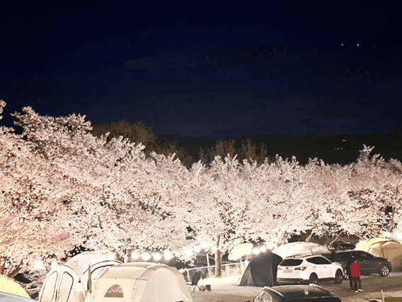 벚꽃-캠핑장-추천