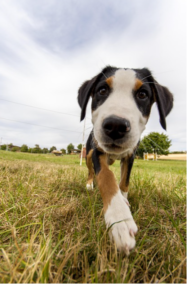 강아지 호흡기 건강