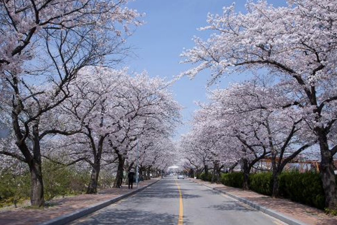 구례300리 벚꽃축제 일정 및 가볼만한 곳 완벽 정리 (2025)
