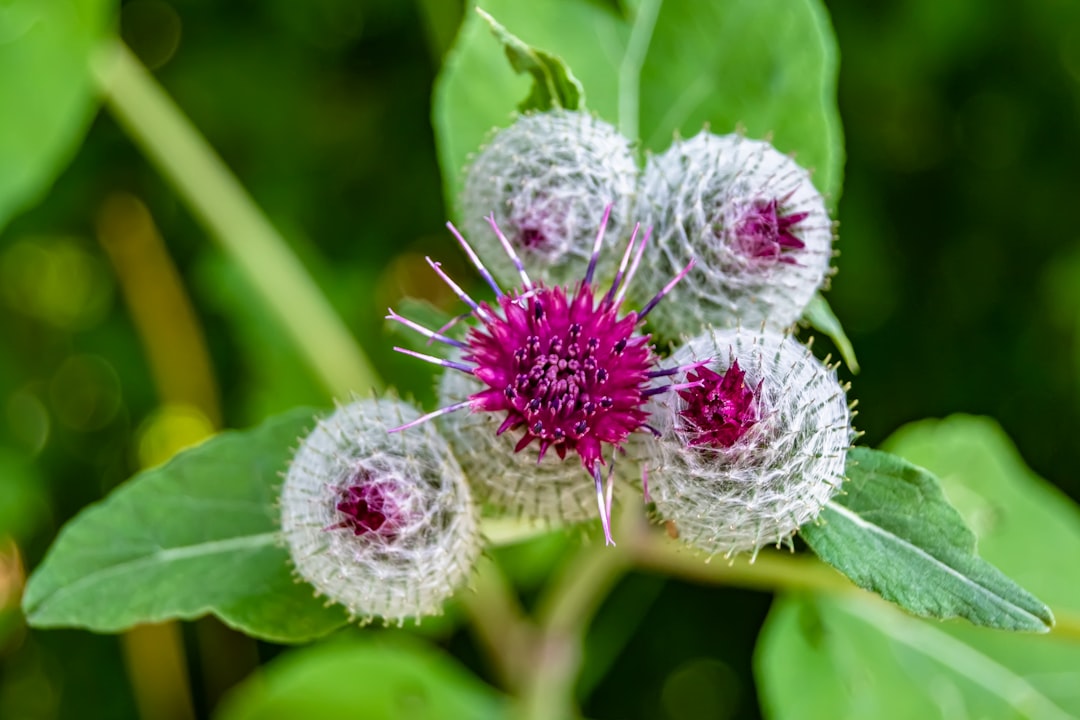 Burdock