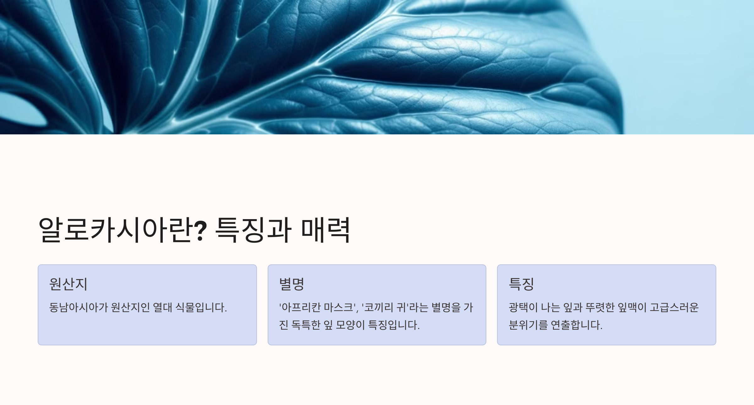 알로카시아 사진