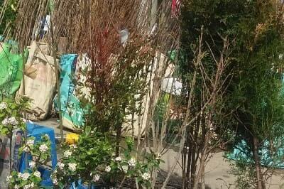 오디뽕나무-재배법-오디-묘목-심기-심는시기-심는방법