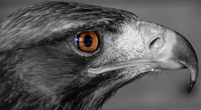 시력 5.0 만들기 프로젝트: 바이오해커들이 도전하는 시력 향상법