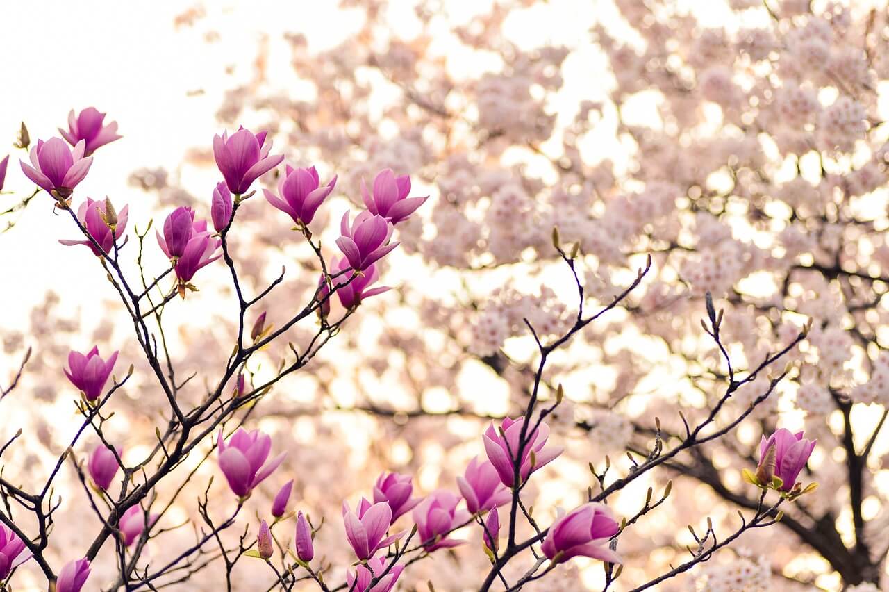 목련과 벚꽃