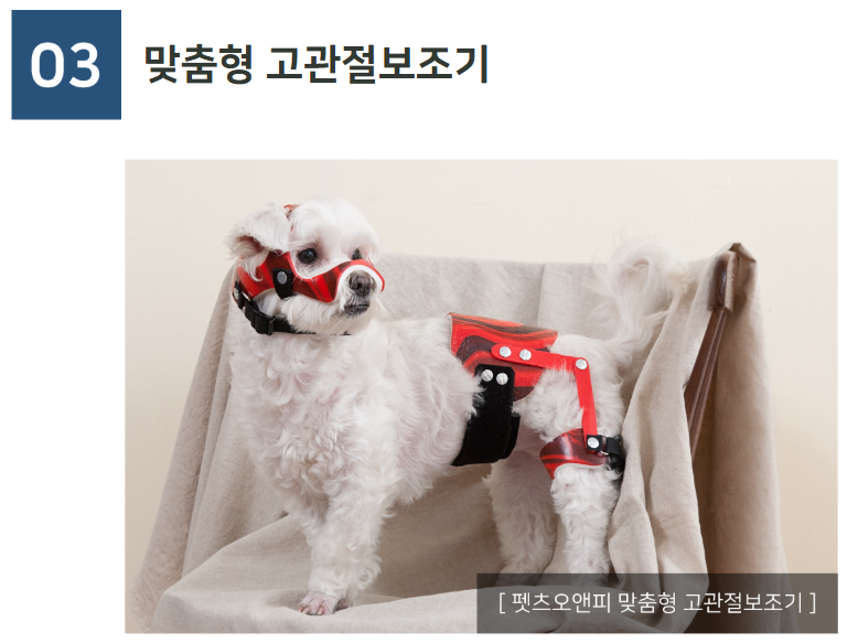생방송투데이 반려동물 재활 보조기구 슬개골 척추 경추 발목 휠체어 고관절 성공인 동물재활공학사 펫츠오앤피 정보