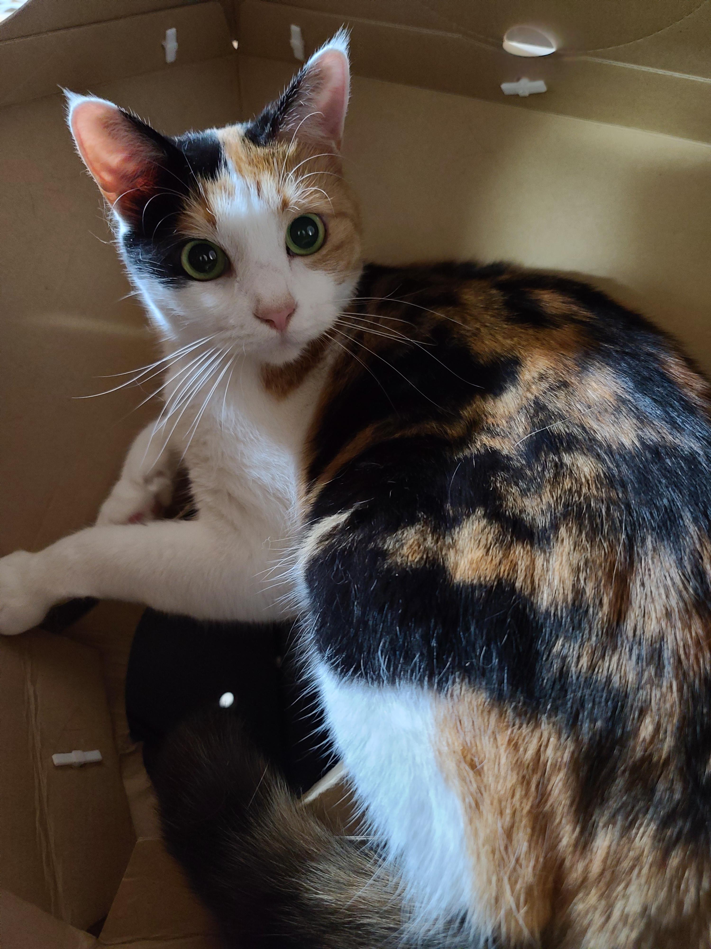 캣미로 꼭대기층 안의 예쁜 삼색이 고양이 요미