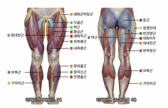 . 해부학적 작용