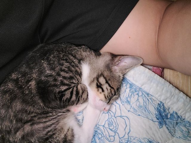 집사 옆에서 자는 고양이