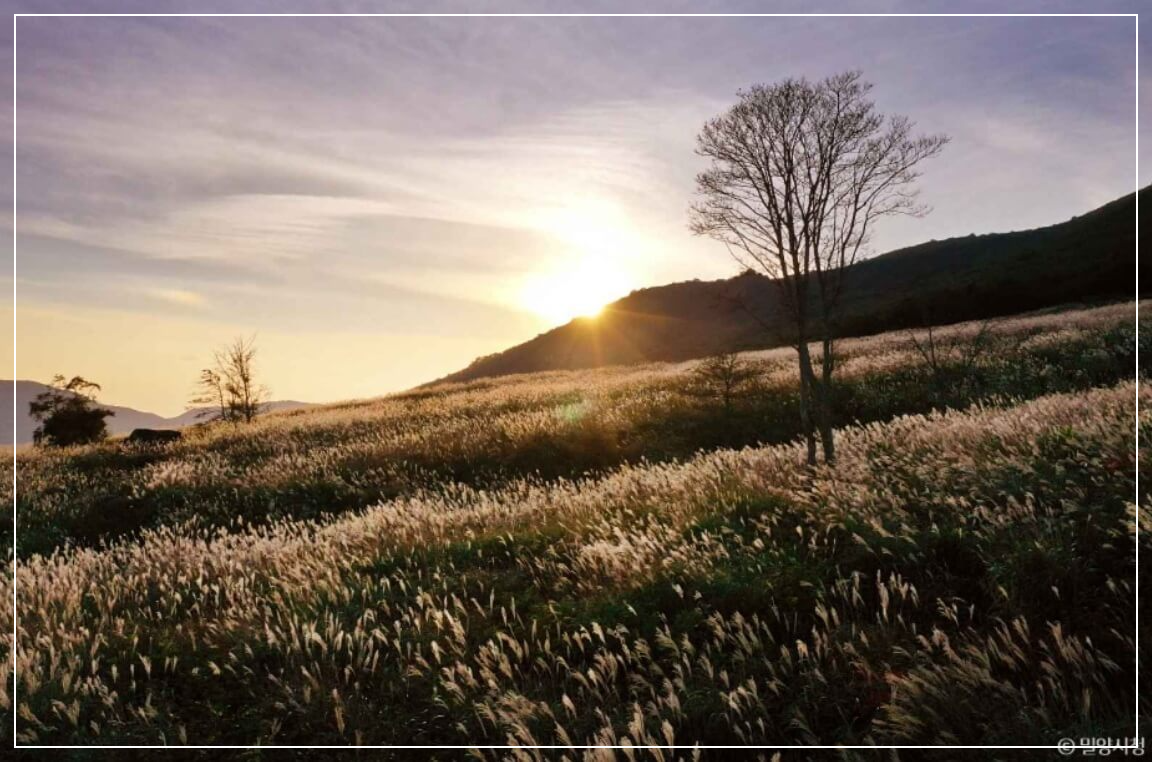 밀양 가볼만한곳 베스트10 사자평 억새평원