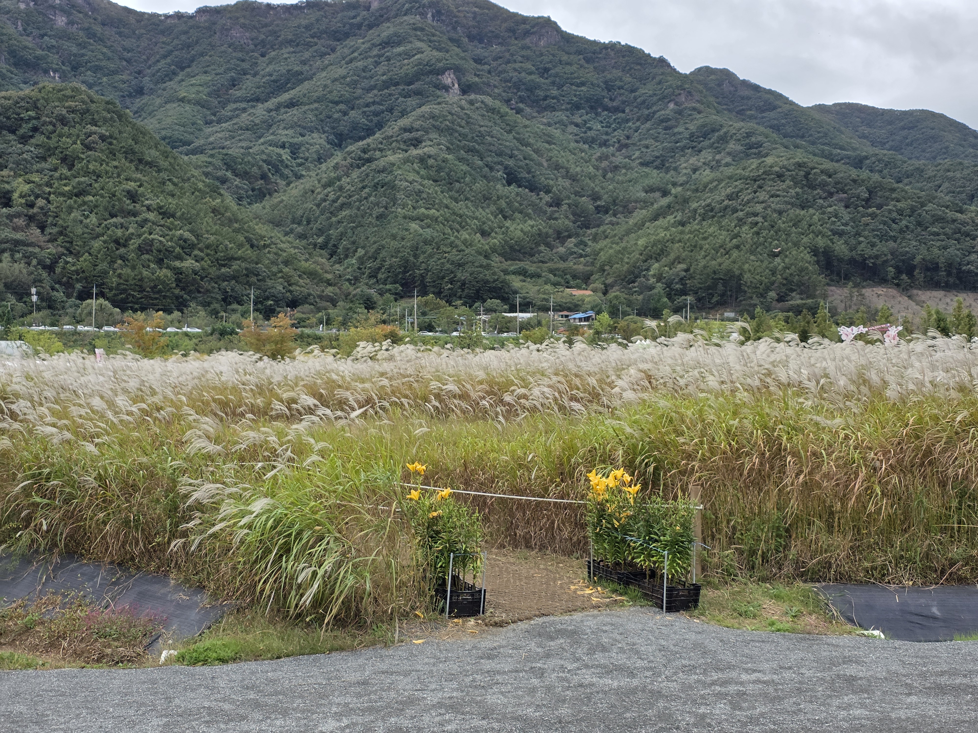 포천 한탕강 가든페스타 입장료 주차 드론 출렁다리 폭포 20