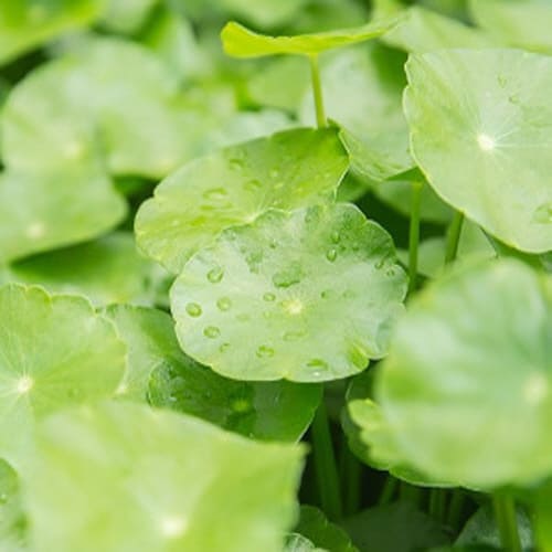 마데카소사이드의효능