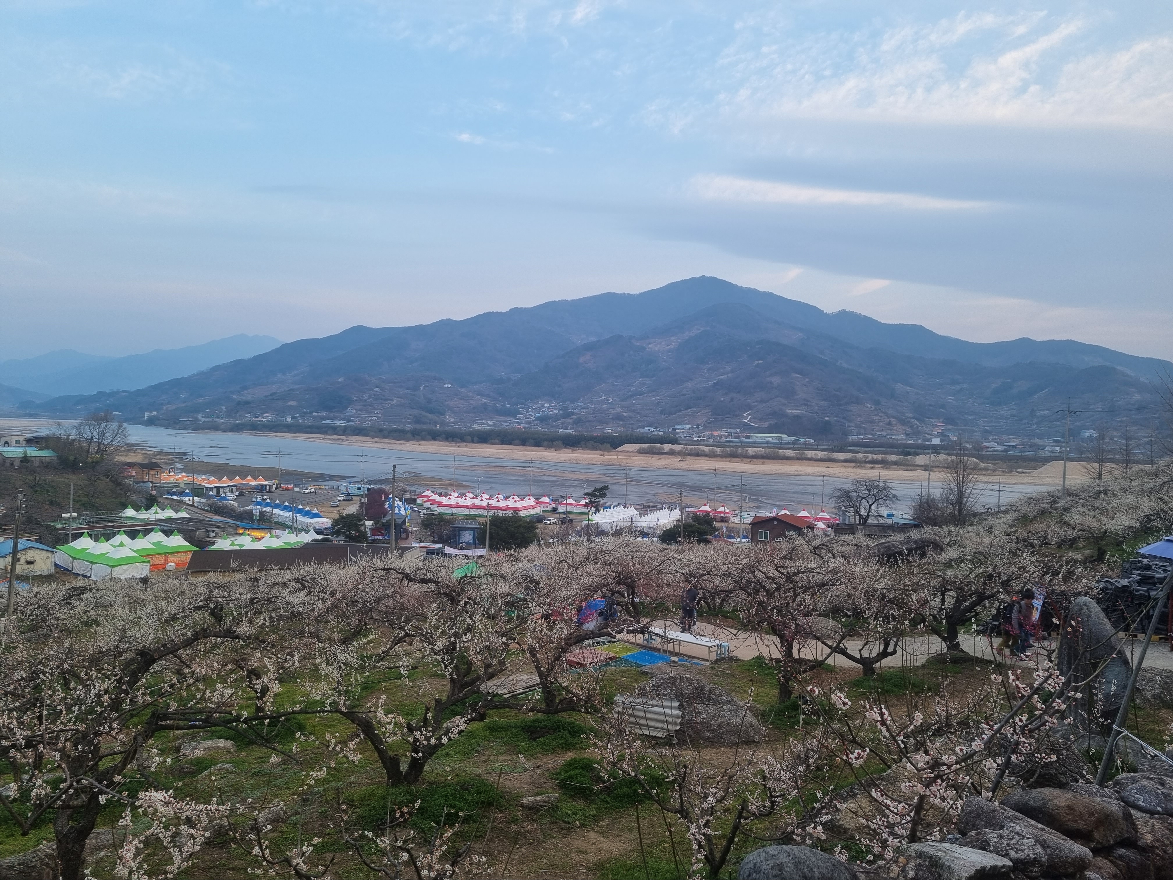 섬진강과 매화가 함께 보이는 전경 사진('24.3.14)