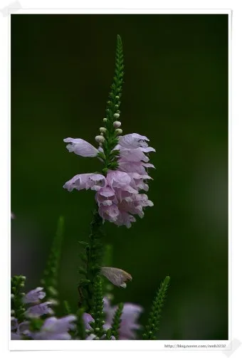 8월에 피는 꽃 이름 종류별 특징 정리 보기_18