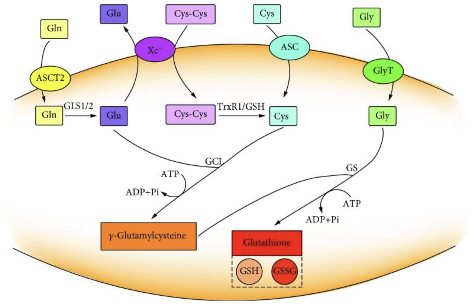 글루타치온의 생성과정을 나타낸 그림입니다.