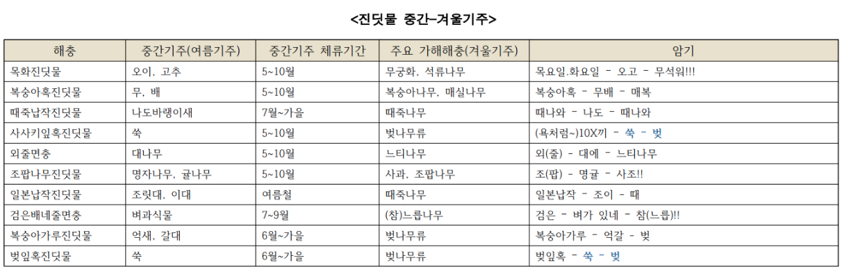 진딧물 중간-겨울기주