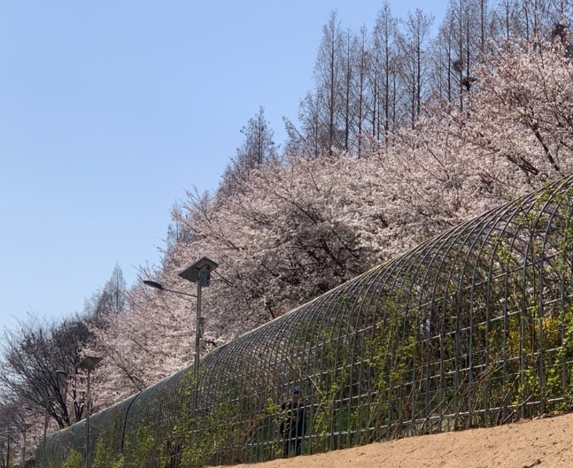 벚꽃