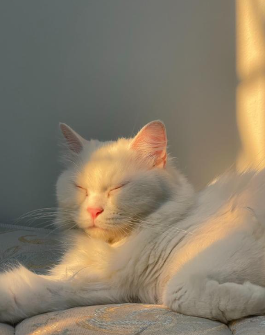 고양이스트레스