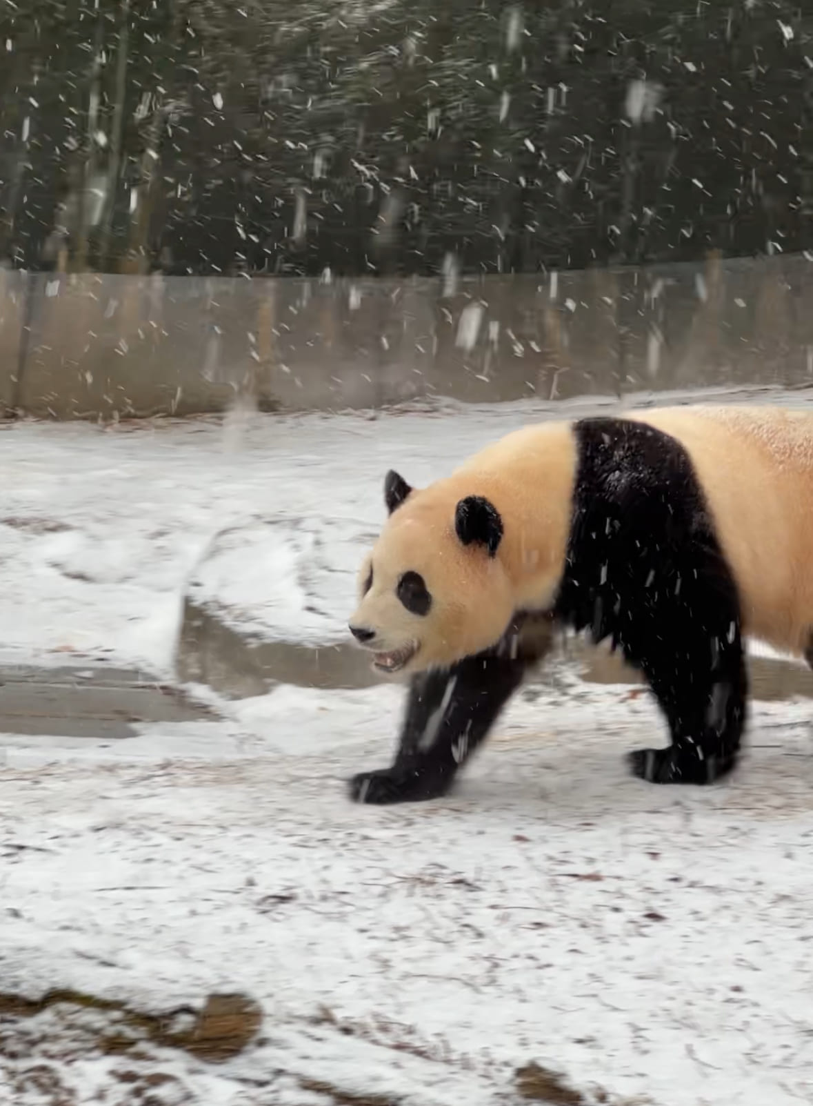 에버랜드 판다월드 할인 예약