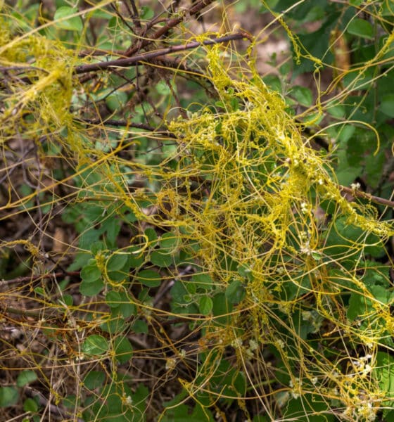 식물에 기생하는 도더