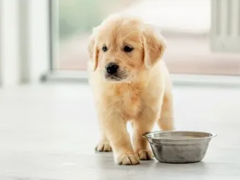 강아지 밥 거부 9가지 원인과 해결책 총정리_9