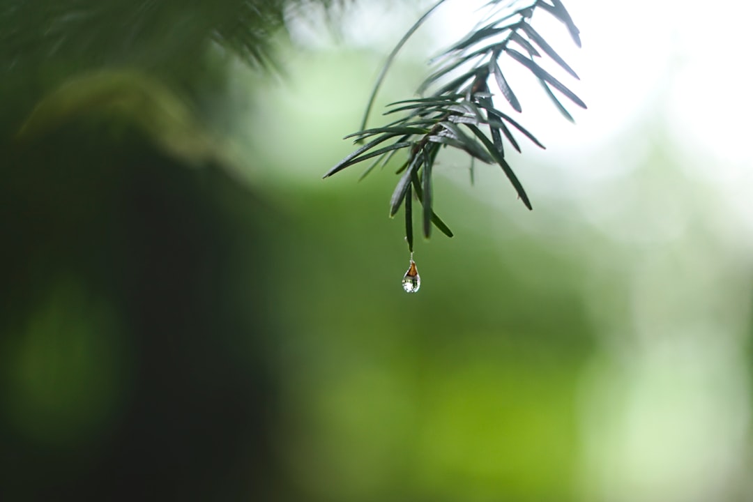 Rain.
