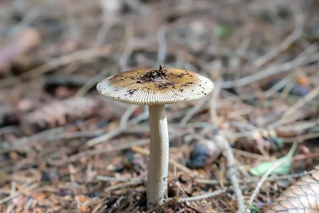 관종 뜻과 상황별 해석 모음집_5