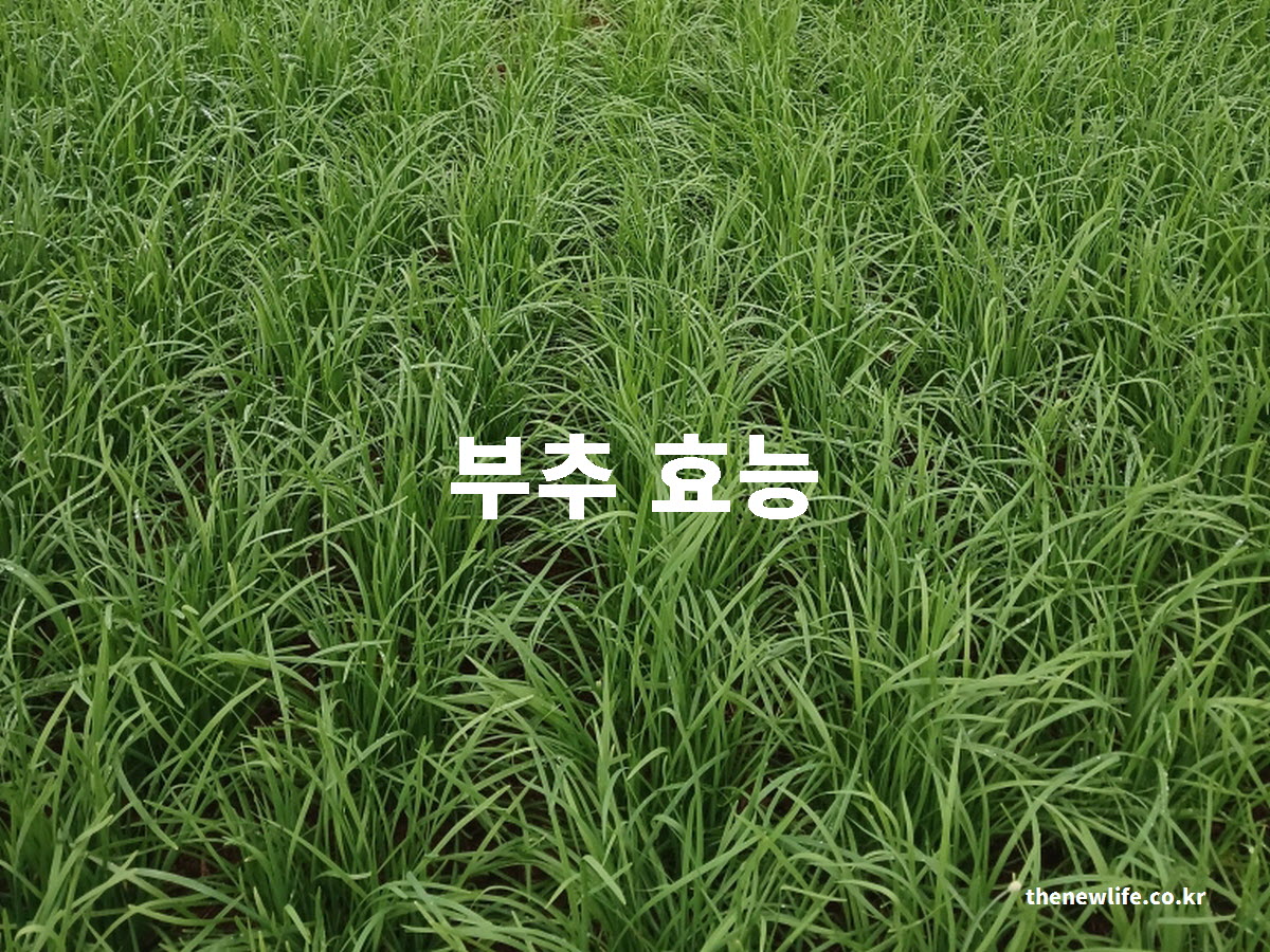 부추 효능 대표 실사진