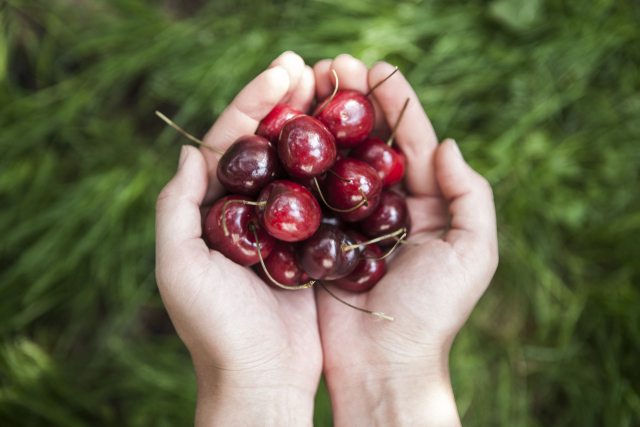한의사가 극찬한 '체리', 염증 ↓ 수면 ↑