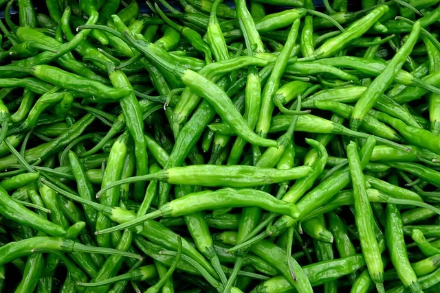 청양고추 장아찌 담그는 법과 재료 손질 황금비율 정리_2